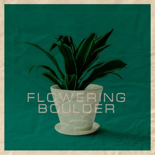 Flowering Bolder